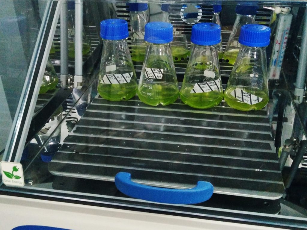 Our Industrial Microalgae Species Production Process - Allmicroalgae